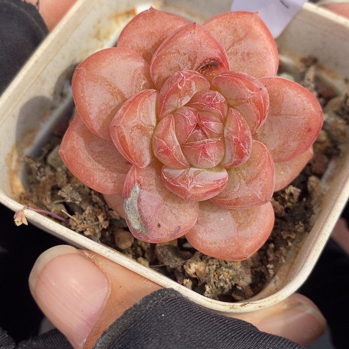 1206-151，星星珍妮多肉