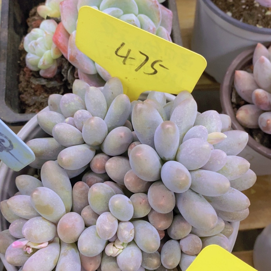 快乐至上，开心无价，一物一拍