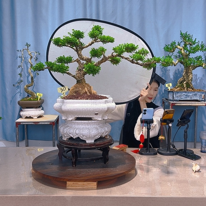 无花朵广东皱皮雀舌黄杨