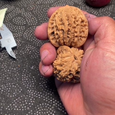 文玩核桃把件虎头5.5