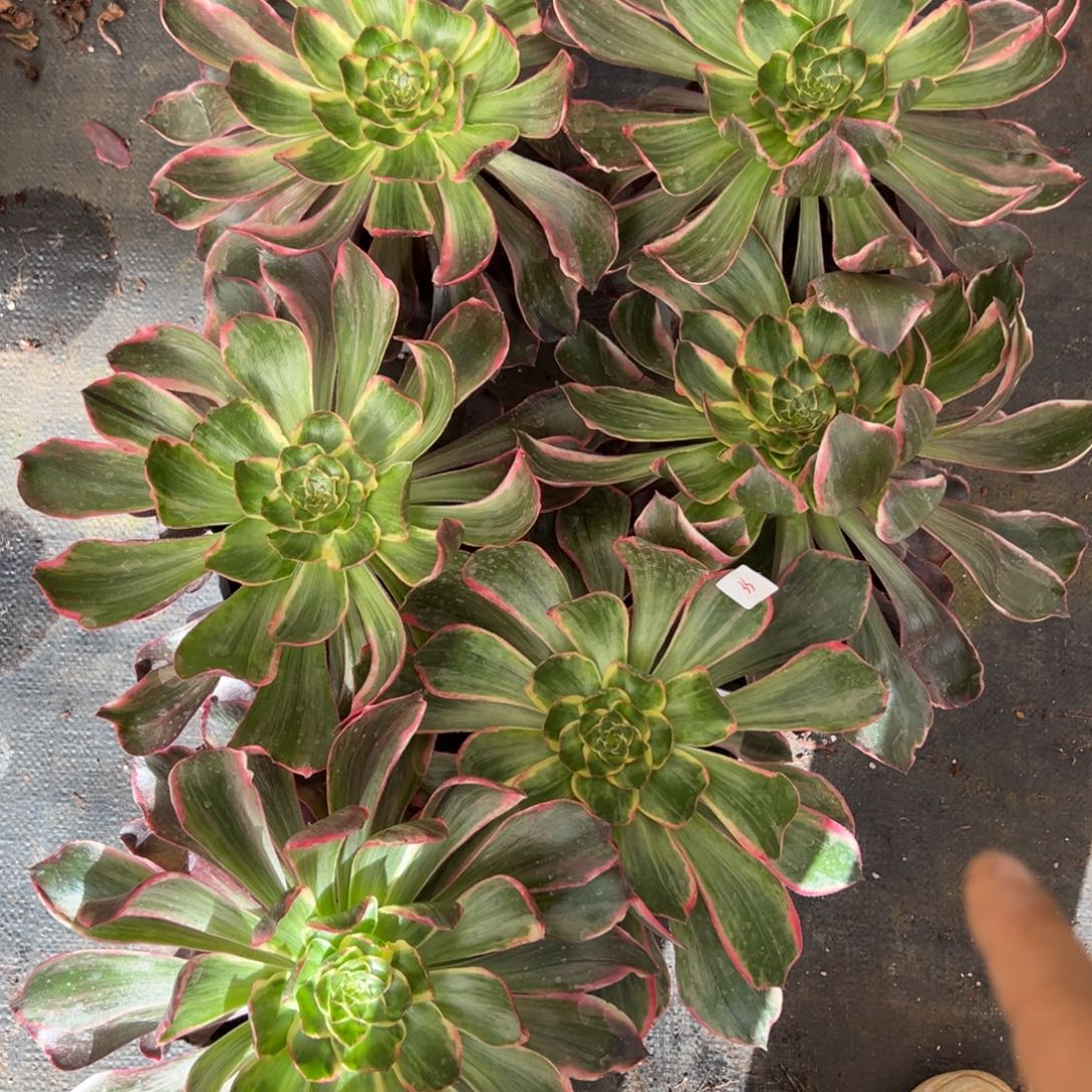 33恶魔之眼一颗30多肉