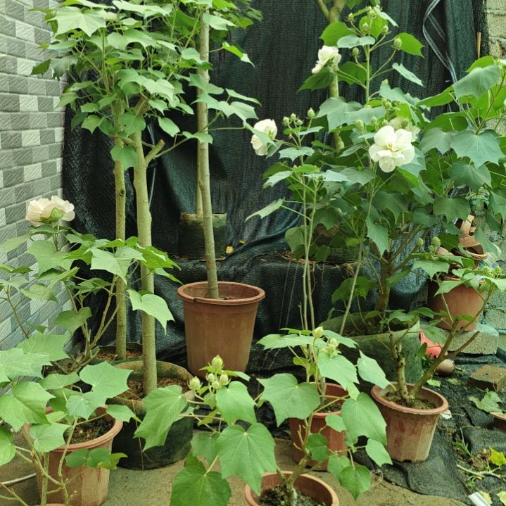 N***o无花朵芙蓉花带花苞5906