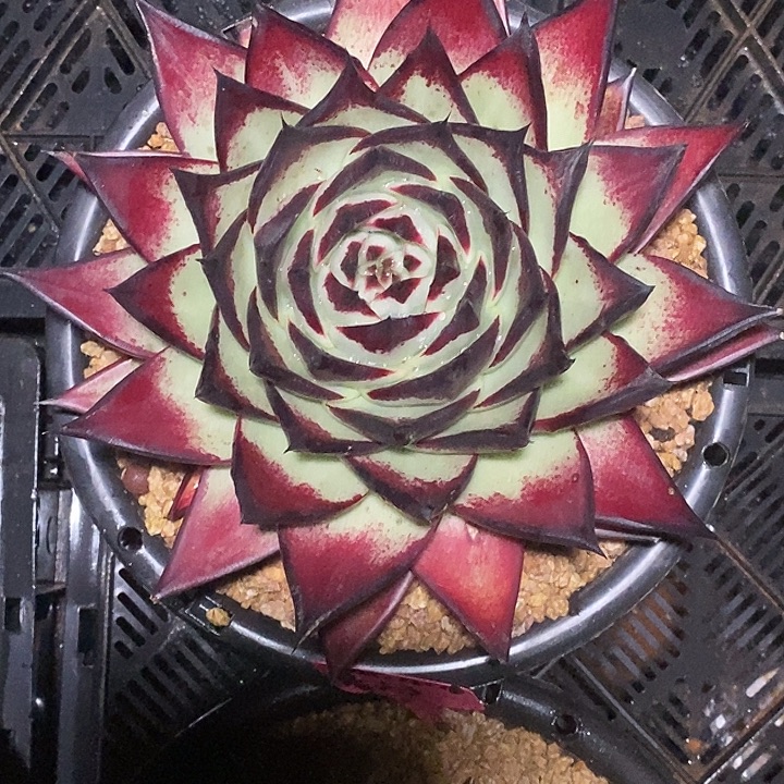 老***子福利美乌红包子16          