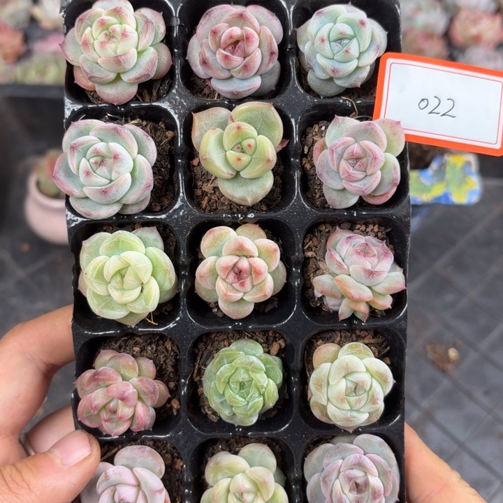 精品多肉直播一物一拍022