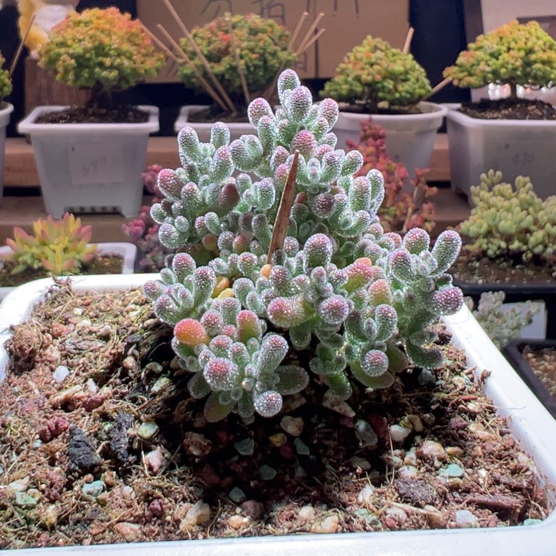 559冰晶一物一拍包开箱