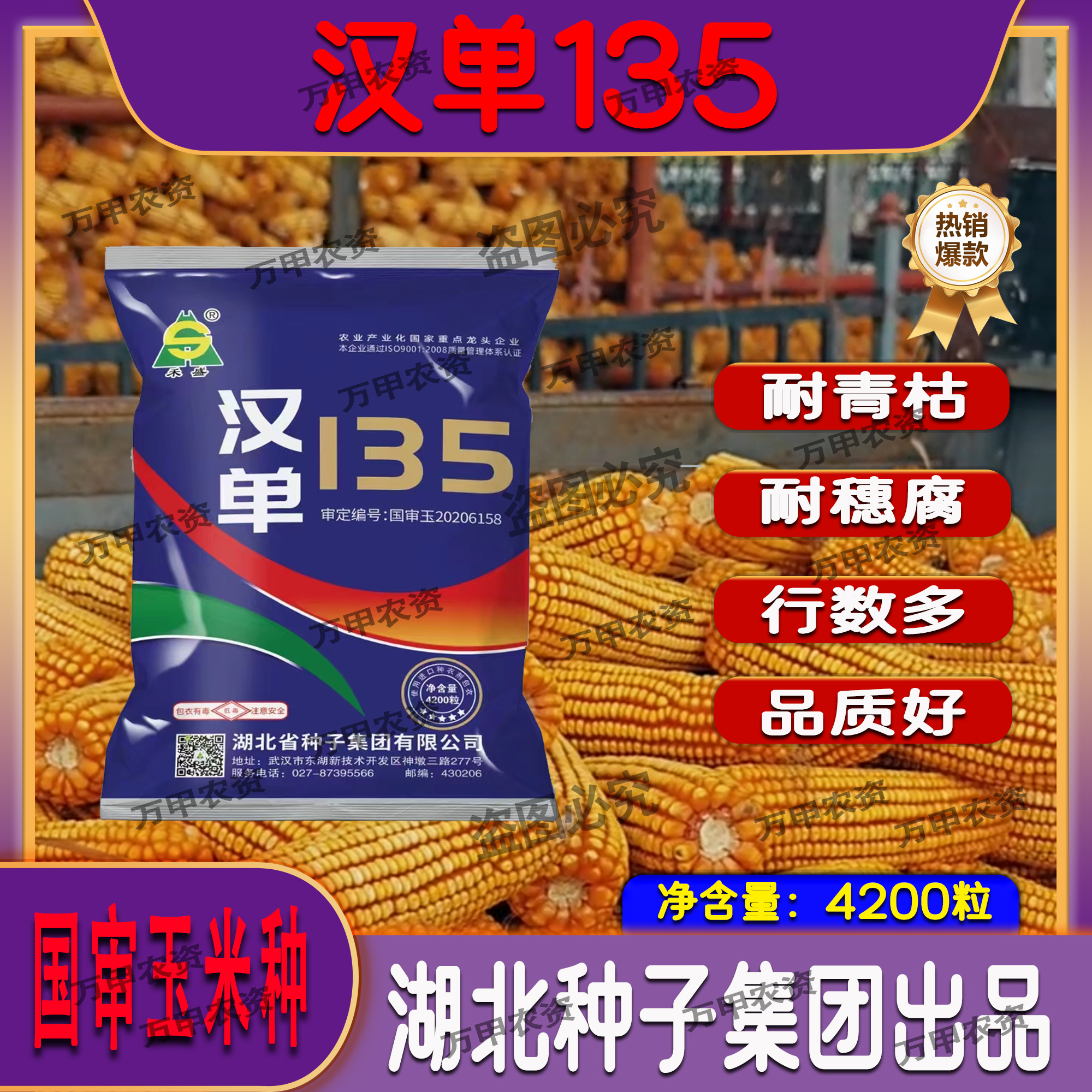 国审（汉单135）抗病抗倒深马齿红轴矮杆大棒国审玉米种子高产品种