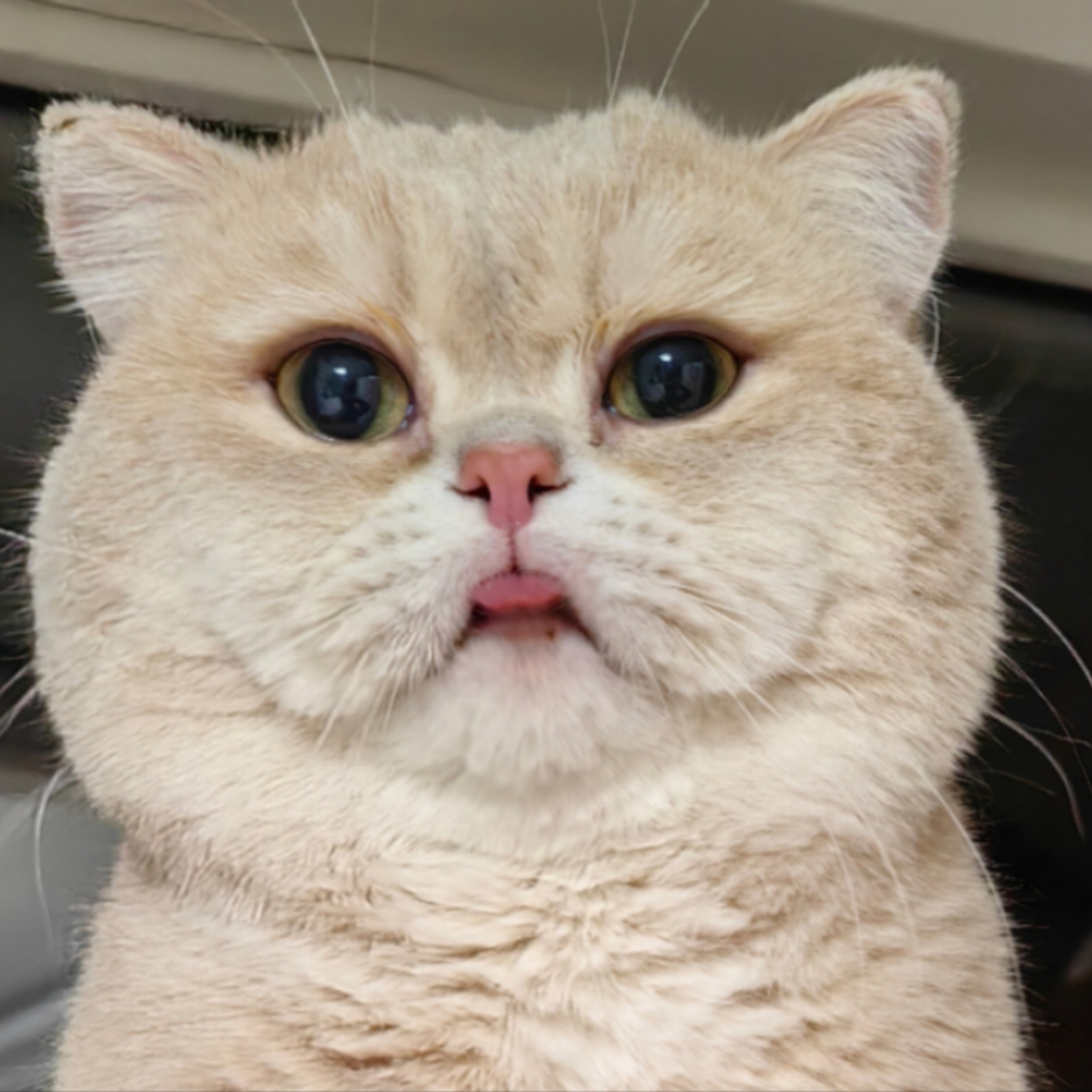英国短毛猫紫金渐层