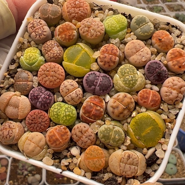 彩虹组合带盆多肉植物百科