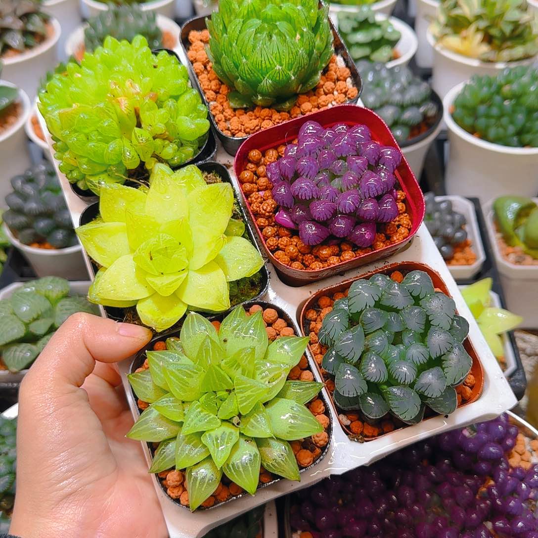 玉露群，蝉翼，黄金，紫宝石，玉露寿，冰灯