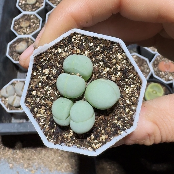 生石花11111。     173