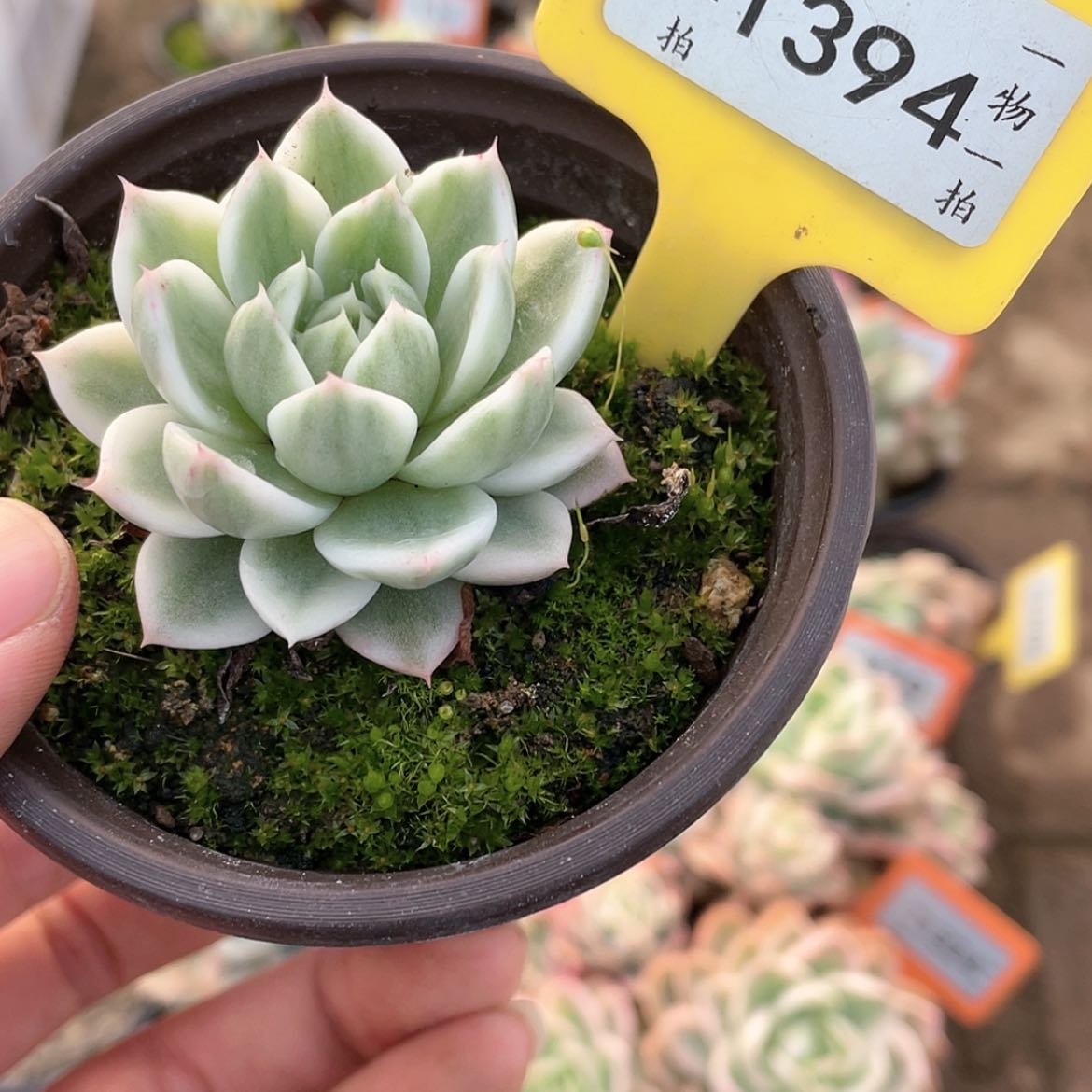 【闪购商品】1394号