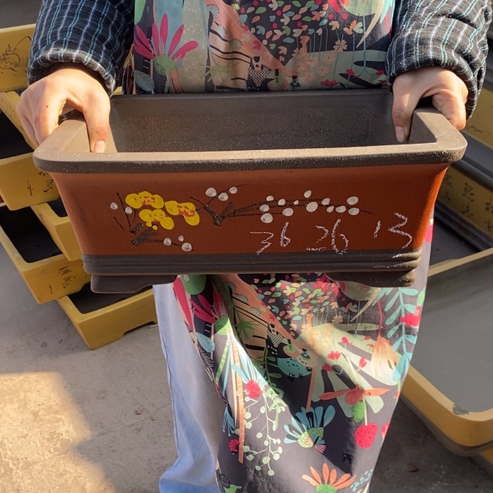 花盆紫砂只顾吃药睡