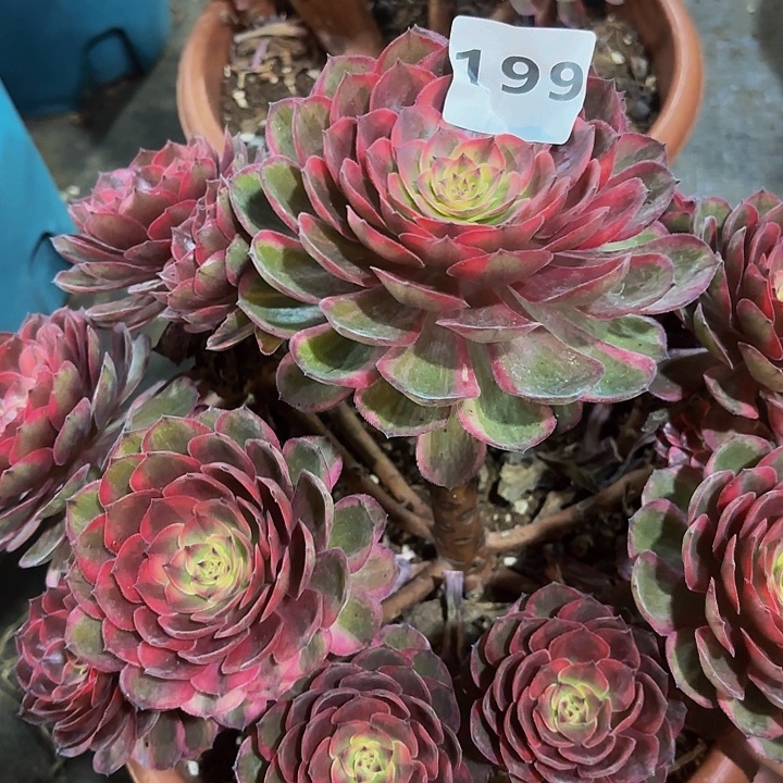 多肉植物法师特例199