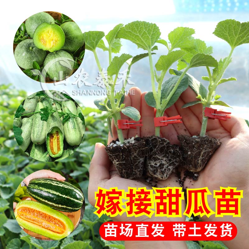 山东嫁接羊角蜜苗冰糖子绿宝石甜瓜苗秧嫁接甜宝香瓜苗草莓苗盆栽