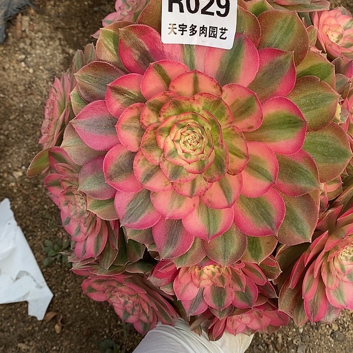 多肉植物火龙果029多肉