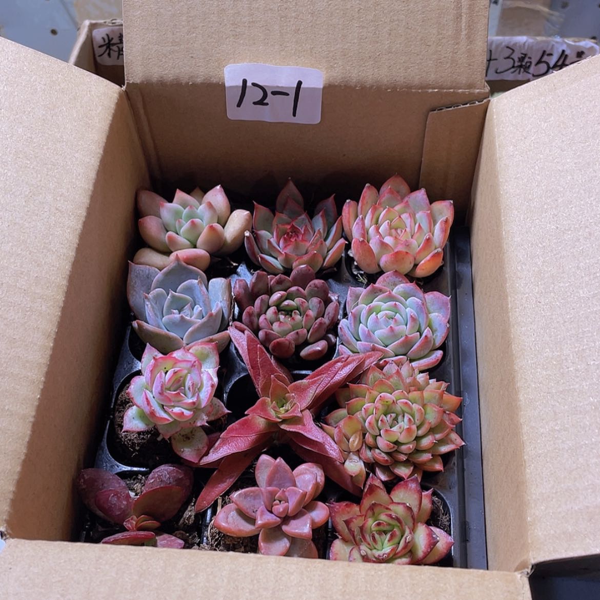 【闪购商品】12颗-1