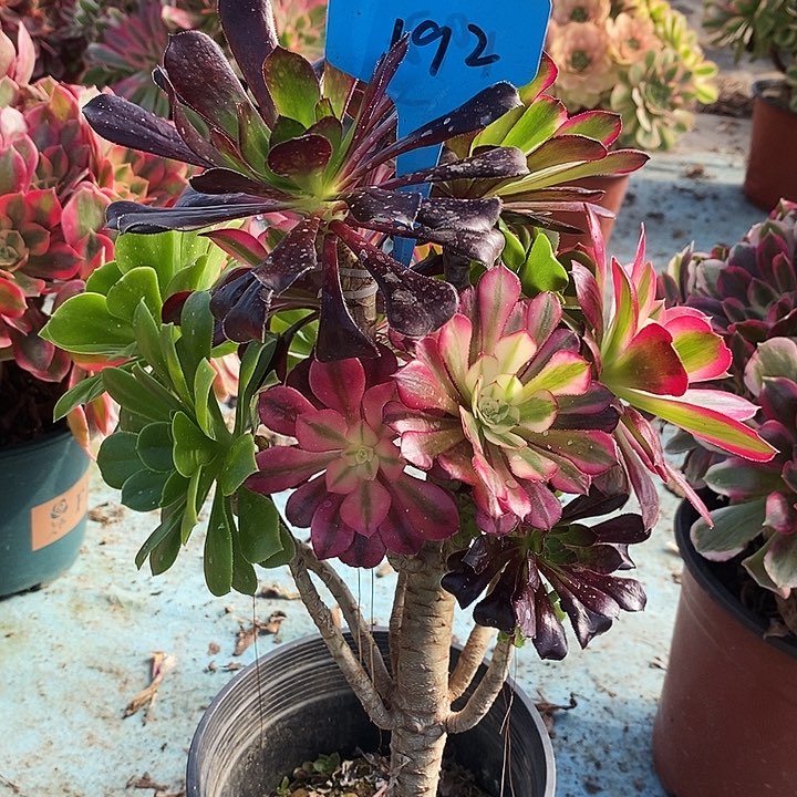 192 一颗佳节法师多肉