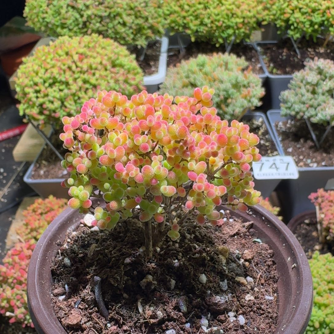 枝干番杏蜜桔糖球780