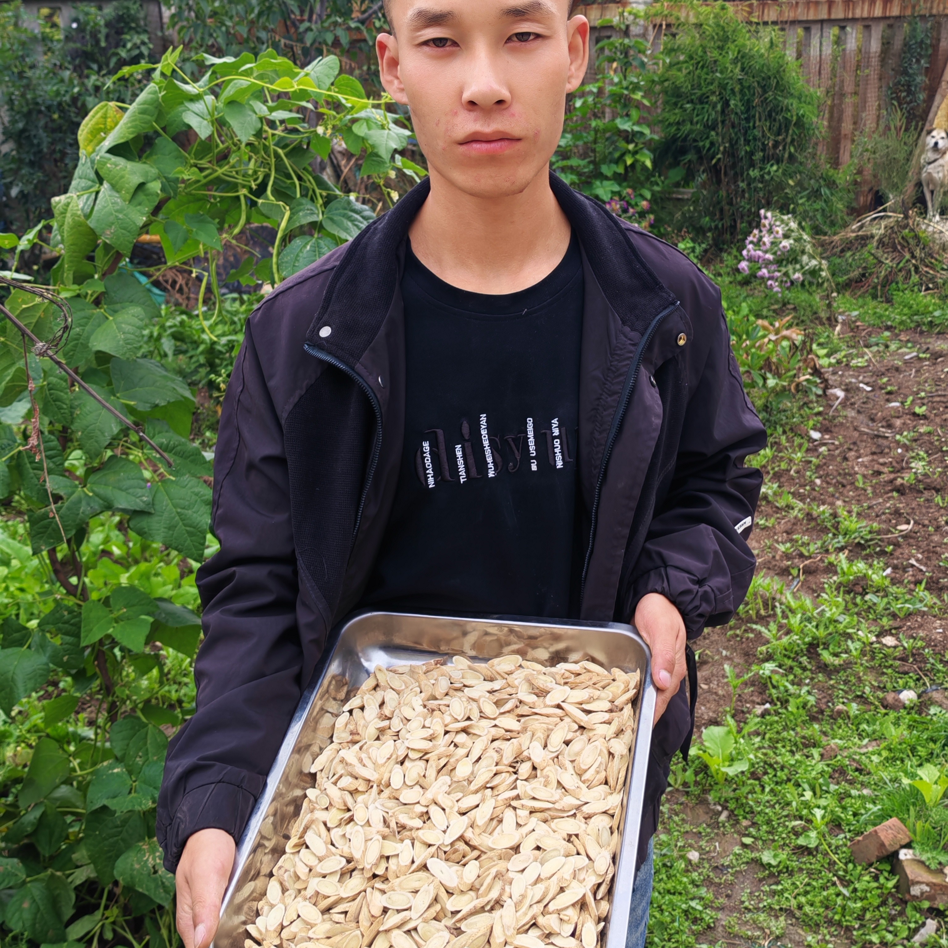 甘肃岷县黄芪中片新货可泡水煲汤原味滋养精品品质