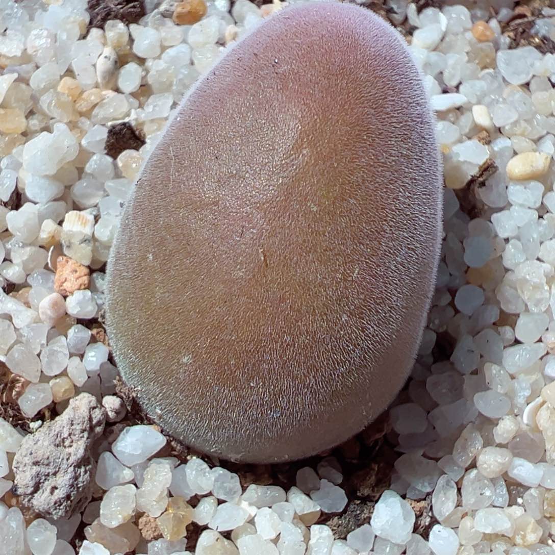 213-650多肉宝辉玉