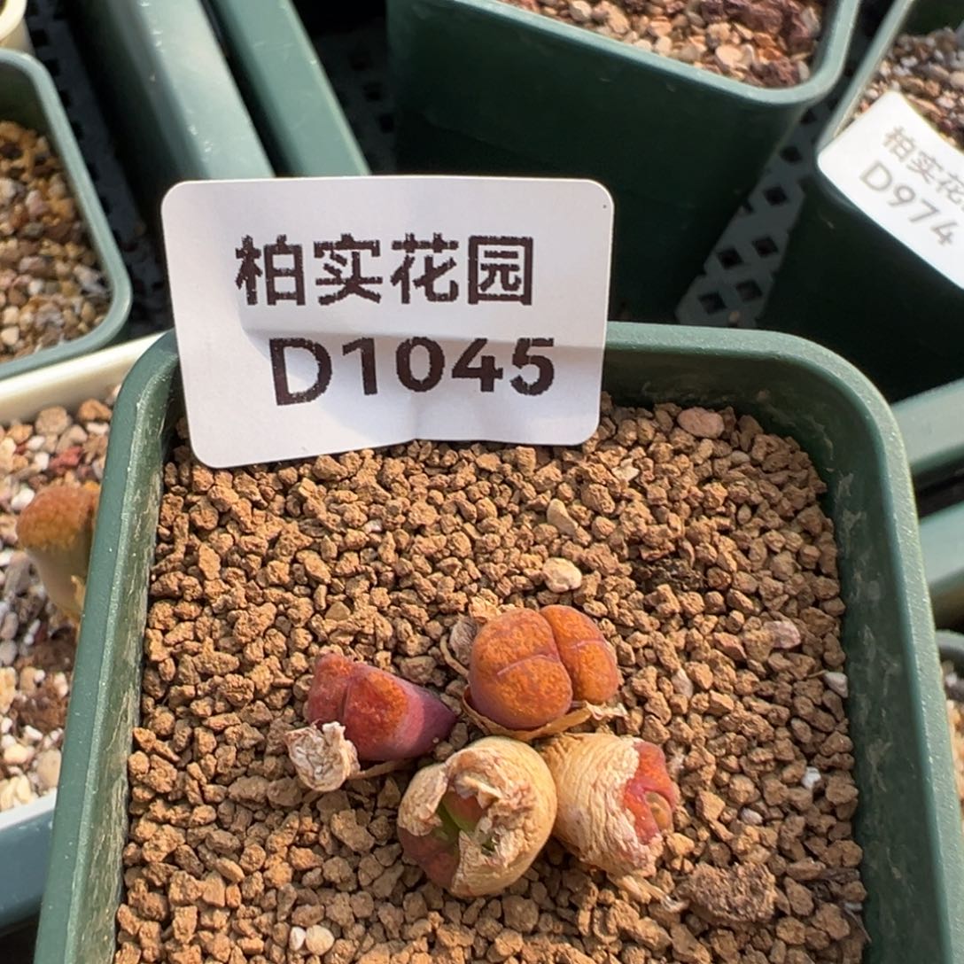 1045  捡漏场一颗