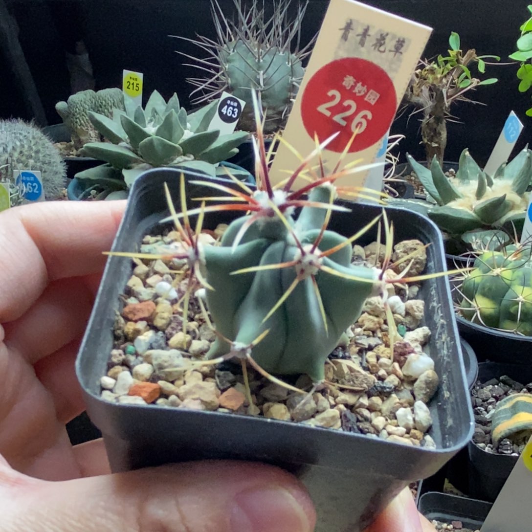 实生花刺春楼一颗仙人球