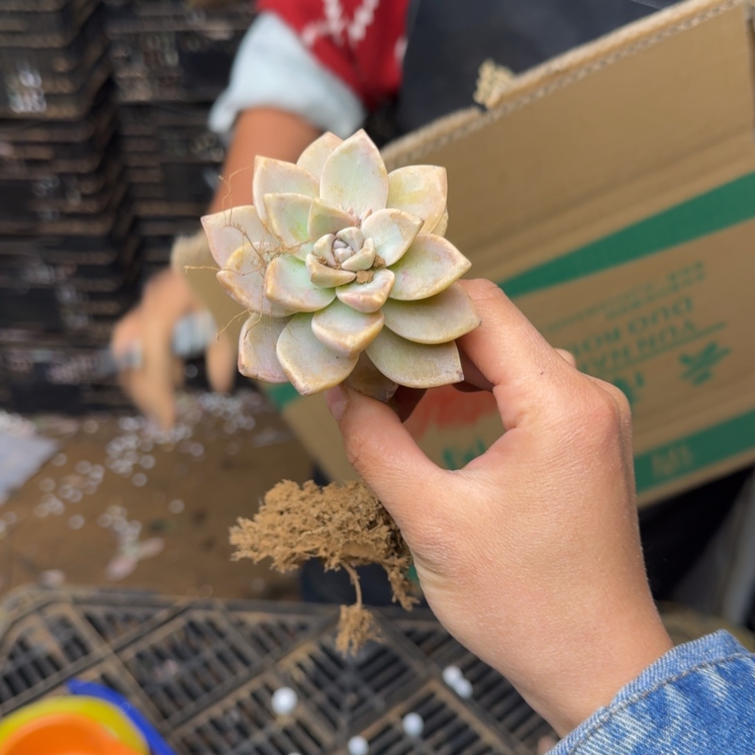 淡雪砍头箱装 不包损10米