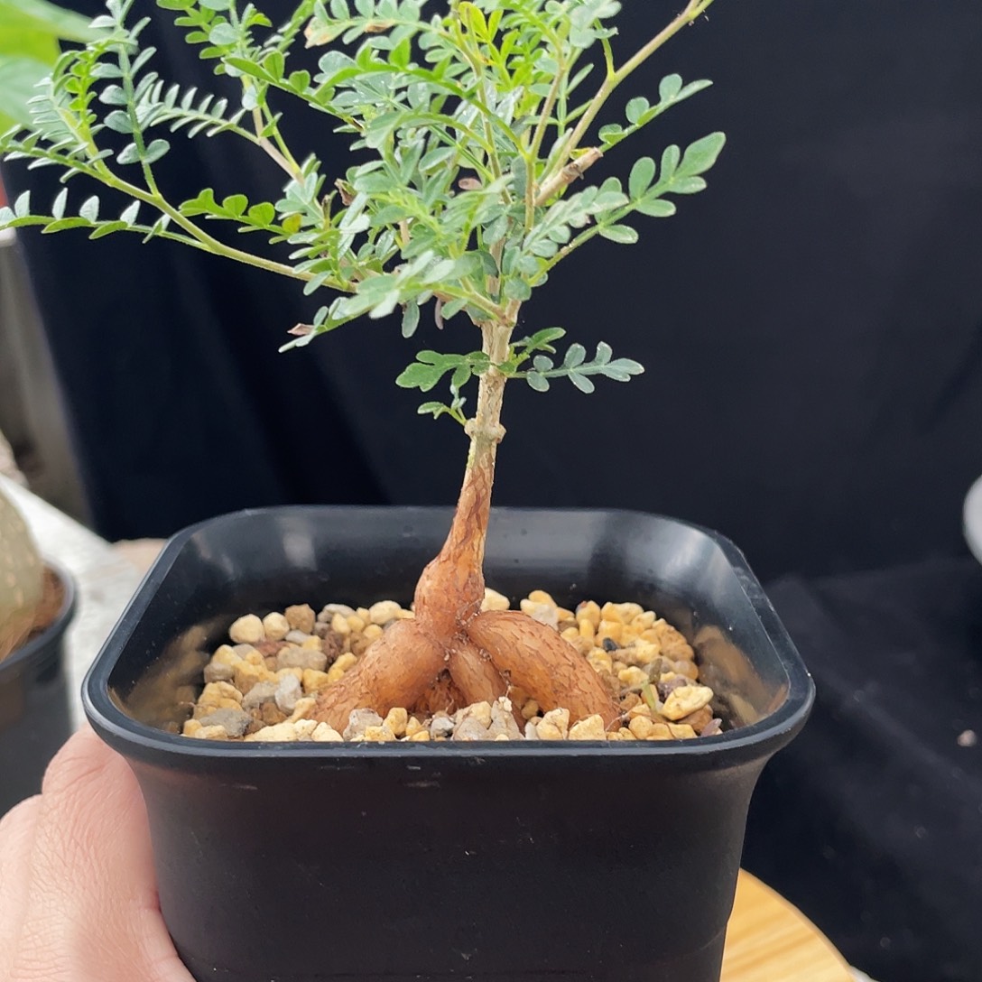 织冠漆6666666666666666