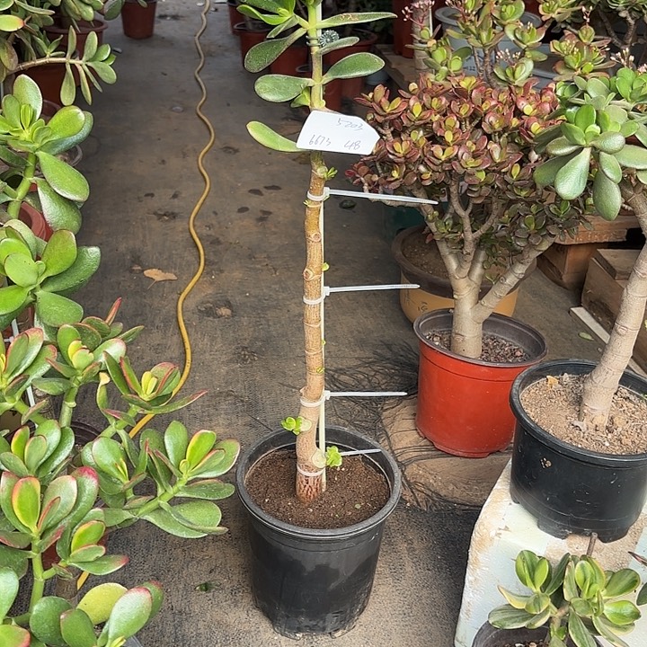 用***3当前无花栽培后可以开花韩国紫叶48