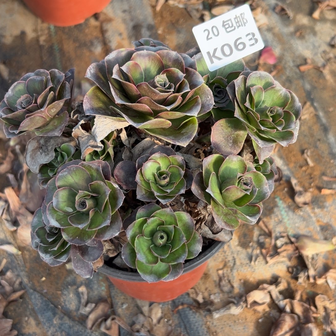 063魅金，福利，随单子