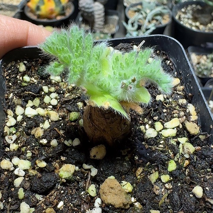 325羽叶洋葵脱土发货