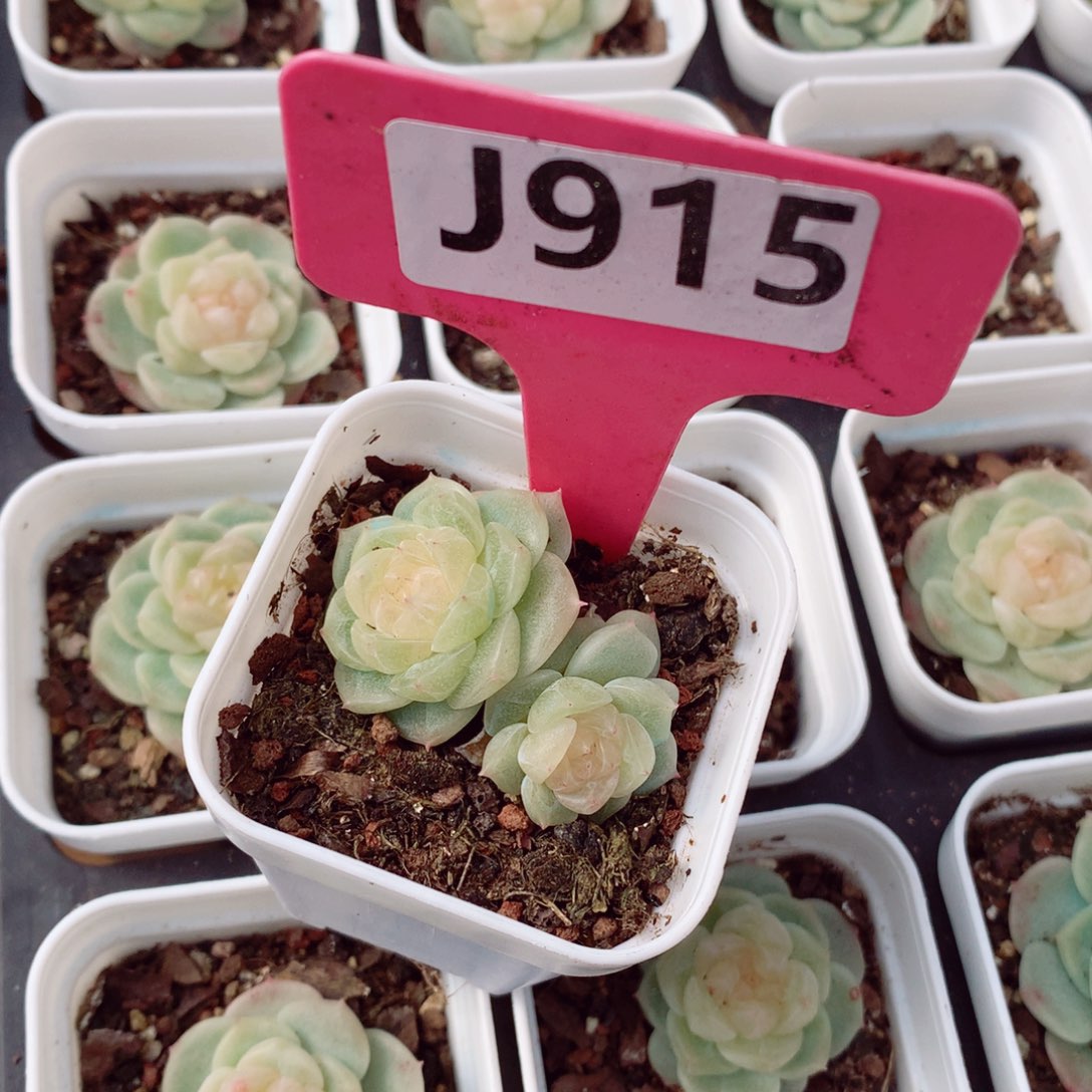 幸*财富密码4cm多肉植物