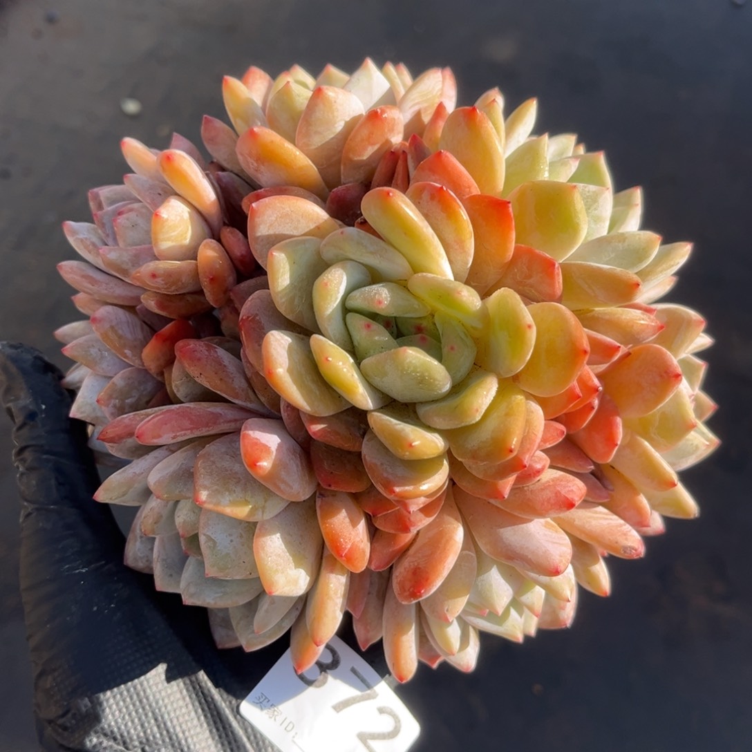 372号新疆西藏内蒙古不包邮