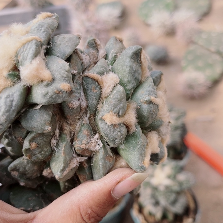 城****村牡丹群头三角嫁接