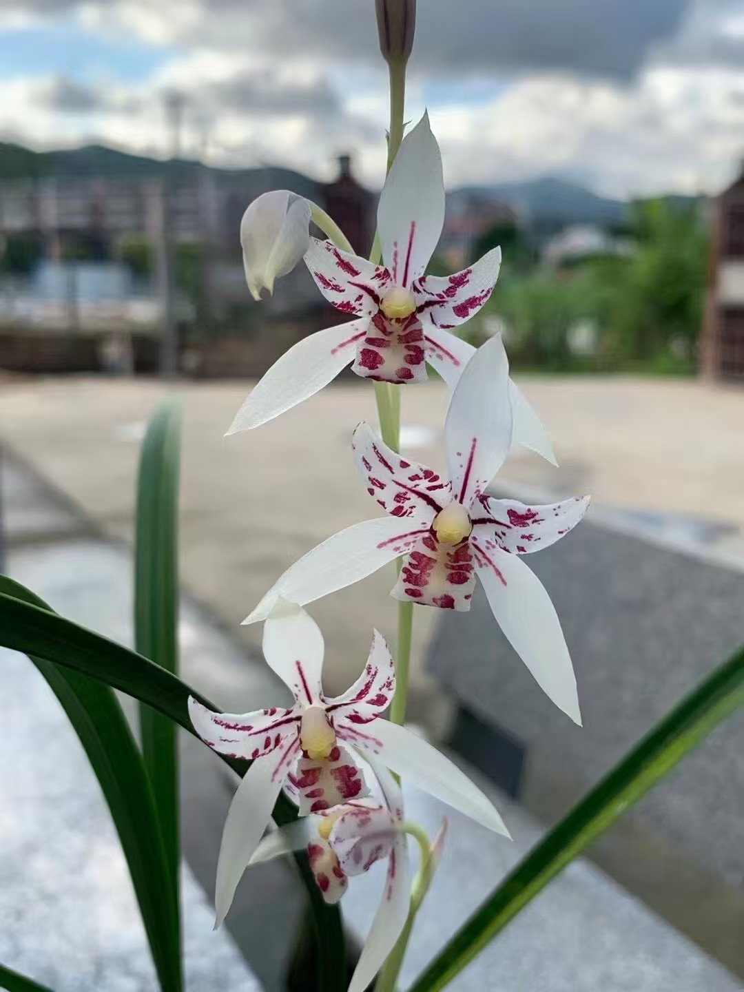 直播专用一物一拍 裸根发货 兰花绿植