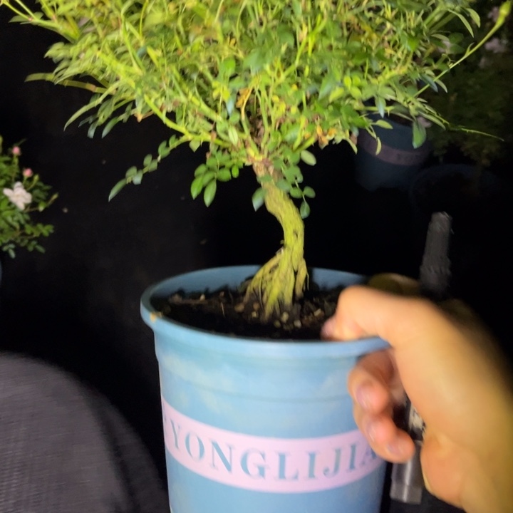 刘***具完全开放雪姬nnnn