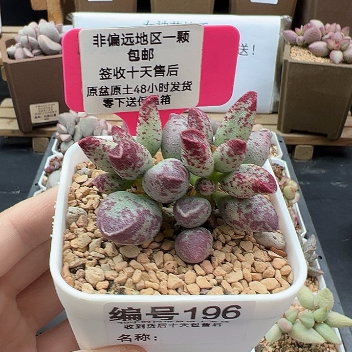 196艾薇多肉植物