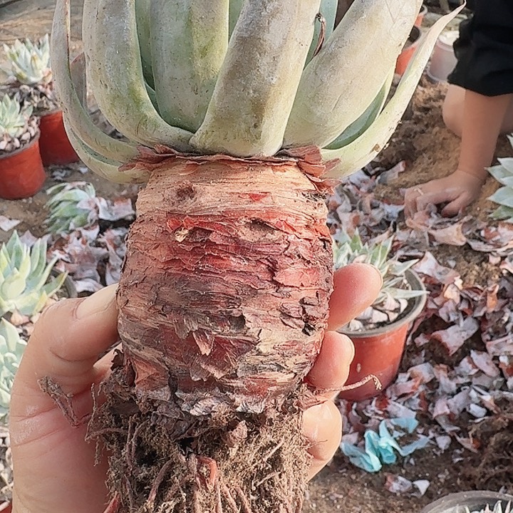 斑****多肉植物一物一拍1654