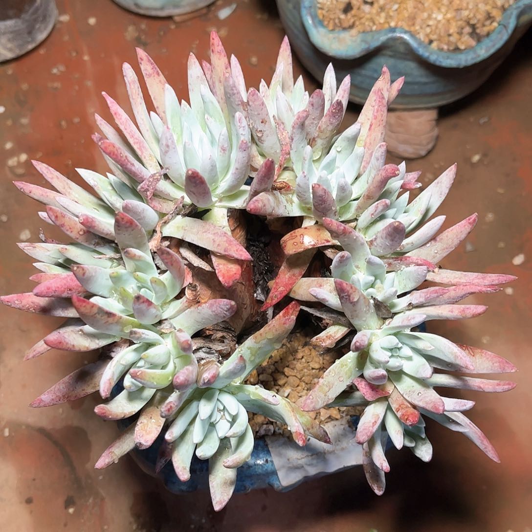 6748雪花缀化仙女杯多肉