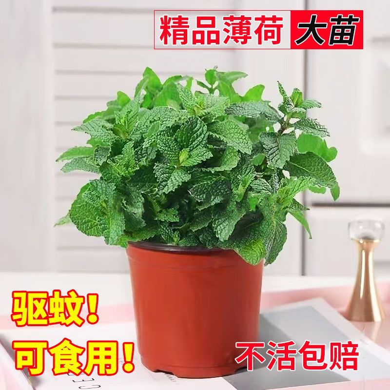 盆栽薄荷苗可食用薄荷叶四季春秋多年生室内阳台驱蚊草留兰香种子