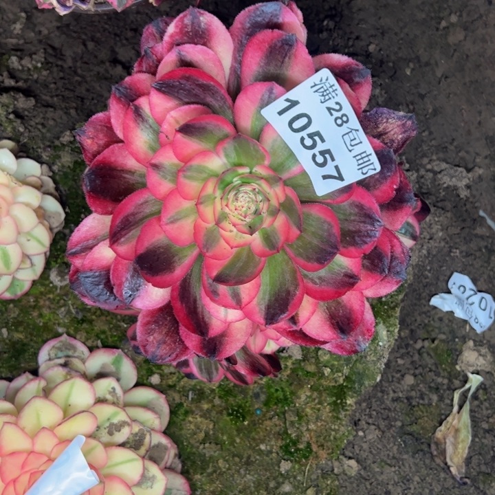 10557荔枝多肉植物