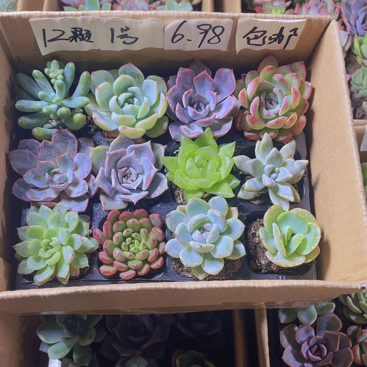【闪购商品】【量拍】12颗-1号约3-5厘米