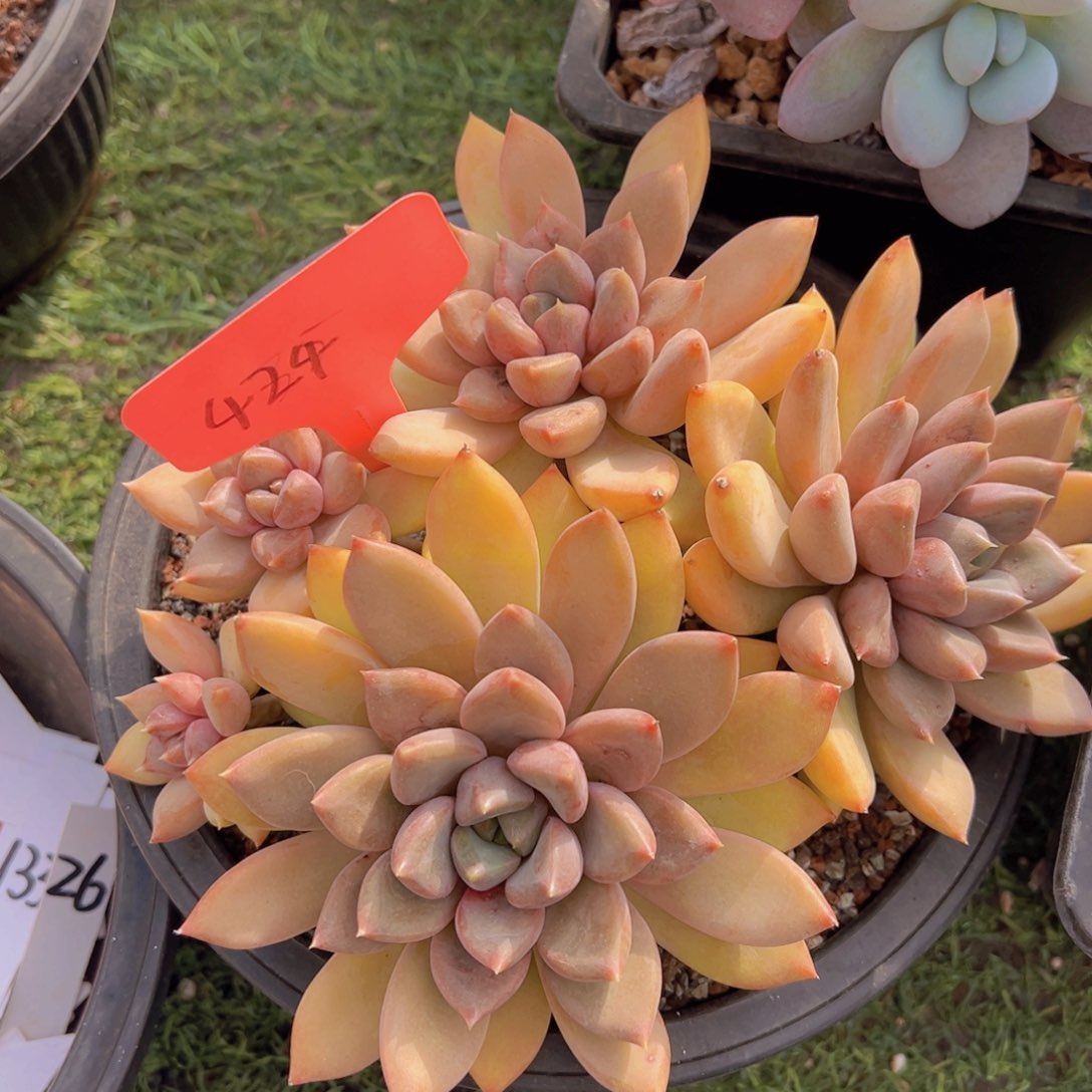 香玉的故事是一个人