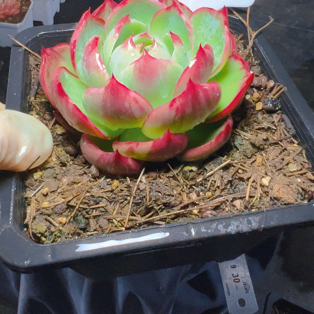 惊鸿仙子一物一拍5070号