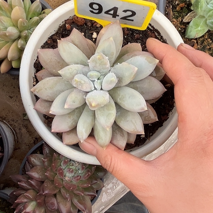 多肉植物彩胖体哥特942