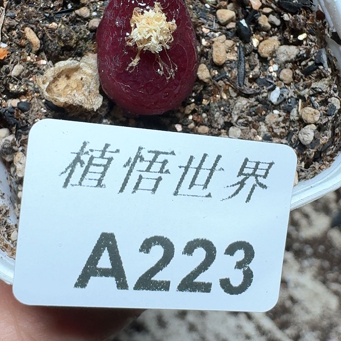 223号多肉植物哇f v