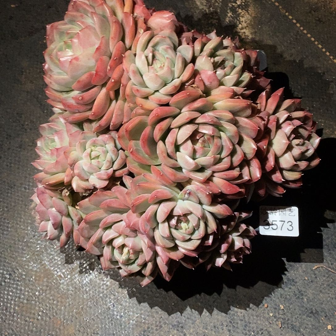 中***23573下播福利～22厘米