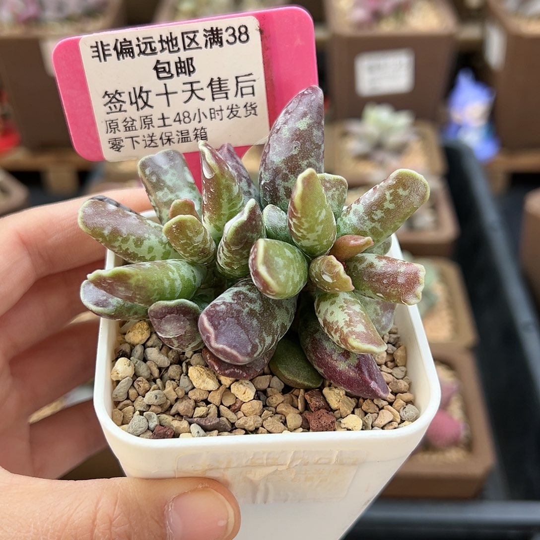 088紫库博多肉植物