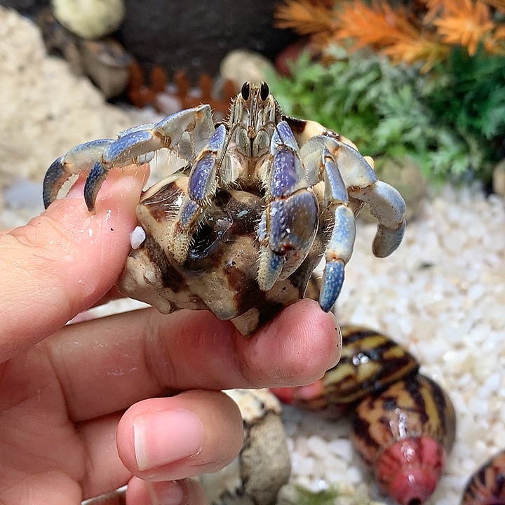 2.2口径奔跑的寄居蟹19号