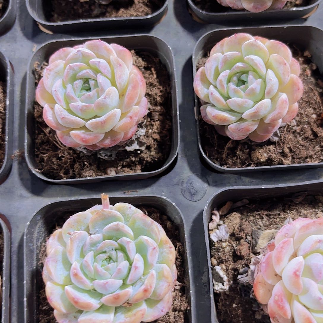 精品雪颜多肉植物